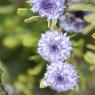 Globularia alypum L. Plantaginaceae - Globulaire buissonnante
