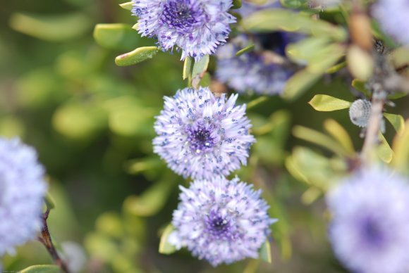 Globularia alypum L. Plantaginaceae - Globulaire buissonnante