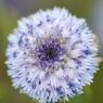 Globularia alypum L. Plantaginaceae - Globulaire buissonnante