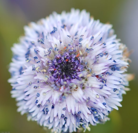 Globularia alypum L. Plantaginaceae - Globulaire buissonnante