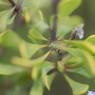 Globularia alypum L. Plantaginaceae - Globulaire buissonnante