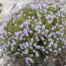Globularia alypum L. Plantaginaceae - Globulaire buissonnante