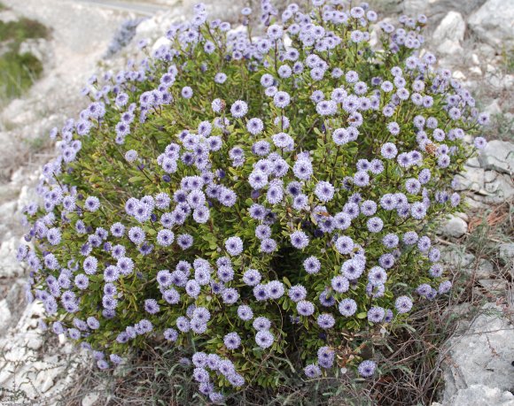 Globularia alypum L. Plantaginaceae - Globulaire buissonnante