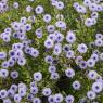 Globularia alypum L. Plantaginaceae - Globulaire buissonnante