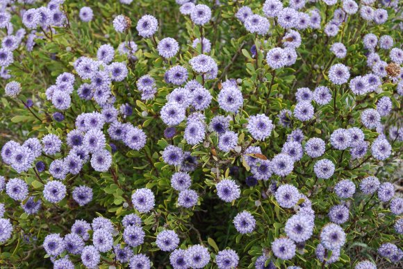 Globularia alypum L. Plantaginaceae - Globulaire buissonnante