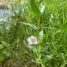 Gratiola officinalis L. Plantaginaceae Gratiole officinale