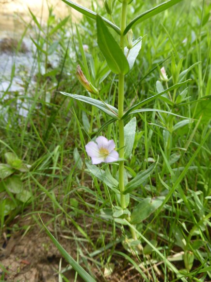 Gratiola officinalis L. Plantaginaceae Gratiole officinale