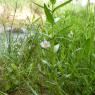 Gratiola officinalis L. Plantaginaceae Gratiole officinale