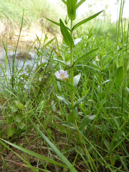 Gratiola officinalis L. Plantaginaceae Gratiole officinale