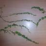 Kickxia spuria (L.) Dumort.
 Plantaginaceae Fausse Velvote
