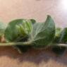 Kickxia spuria (L.) Dumort.
 Plantaginaceae Fausse Velvote