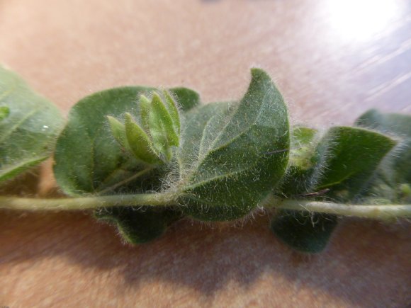 Kickxia spuria (L.) Dumort.
 Plantaginaceae Fausse Velvote