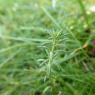 Linaria simplex (Willd.) DC. Plantaginaceae
Linaire simple