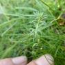Linaria simplex (Willd.) DC. Plantaginaceae
Linaire simple