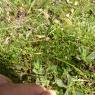Linaria simplex (Willd.) DC. Plantaginaceae
Linaire simple