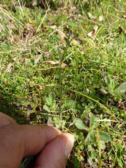 Linaria simplex (Willd.) DC. Plantaginaceae
Linaire simple