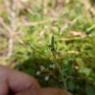 Linaria simplex (Willd.) DC. Plantaginaceae
Linaire simple