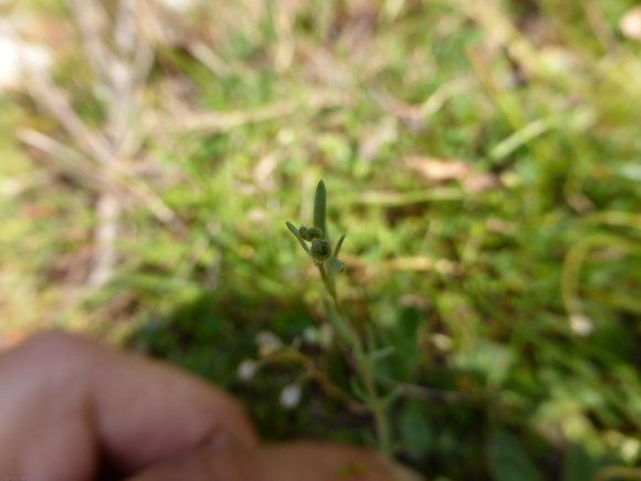 Linaria simplex (Willd.) DC. Plantaginaceae
Linaire simple