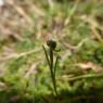 Linaria simplex (Willd.) DC. Plantaginaceae
Linaire simple