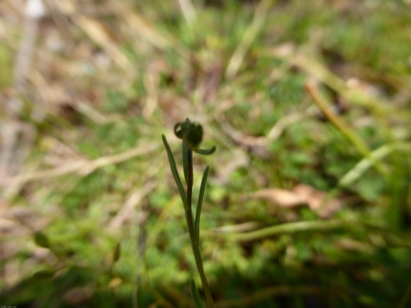 Linaria simplex (Willd.) DC. Plantaginaceae
Linaire simple