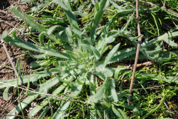 Plantago coronopus L. Plantaginaceae - Plantain corne-de-cerf