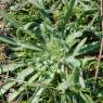 Plantago coronopus