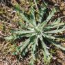 Plantago coronopus L. Plantaginaceae - Plantain corne-de-cerf
