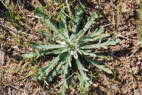 Plantago coronopus L. Plantaginaceae - Plantain corne-de-cerf