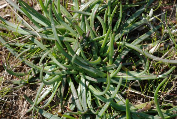Plantago crassifolia Forssk. Plantaginaceae - Plantain à feuille