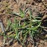 Plantago crassifolia
