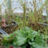 Plantago major