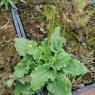 Plantago major L. Plantaginaceae - Grand Plantain