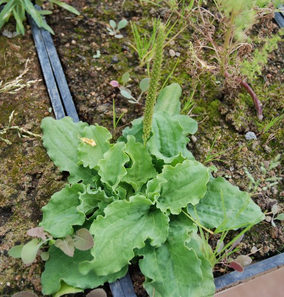 Plantago major L. Plantaginaceae - Grand Plantain