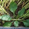 Plantago major L. Plantaginaceae - Grand Plantain