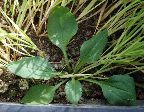 Plantago major L. Plantaginaceae - Grand Plantain
