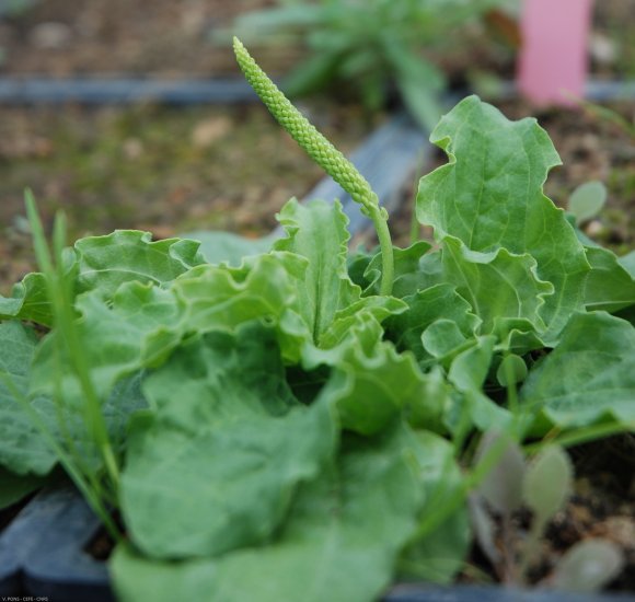 Plantago major L. Plantaginaceae - Grand Plantain