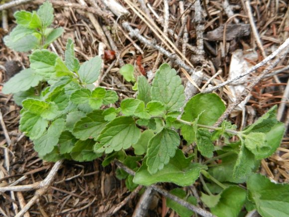 Veronica chamaedrys L. Plantaginaceae - Véronique petit-chêne