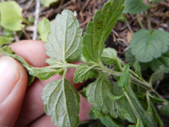 Veronica chamaedrys L. Plantaginaceae - Véronique petit-chêne