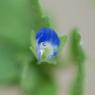 Veronica polita Fr. Plantaginaceae - Véronique  brillante