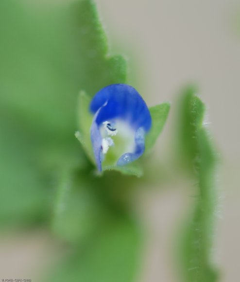 Veronica polita Fr. Plantaginaceae - Véronique  brillante