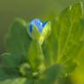 Veronica polita Fr. Plantaginaceae - Véronique  brillante