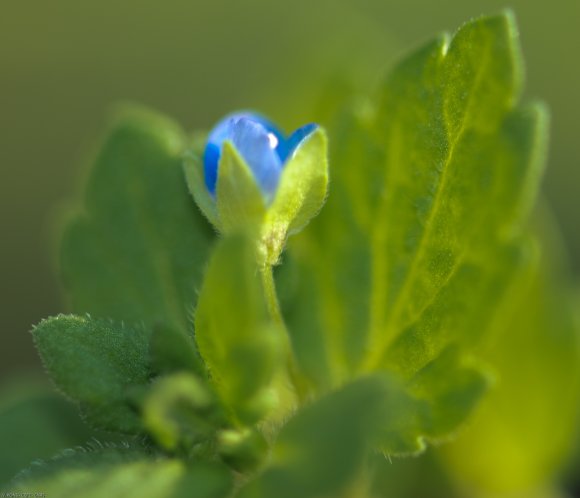 Veronica polita Fr. Plantaginaceae - Véronique  brillante