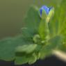 Veronica polita Fr. Plantaginaceae - Véronique  brillante