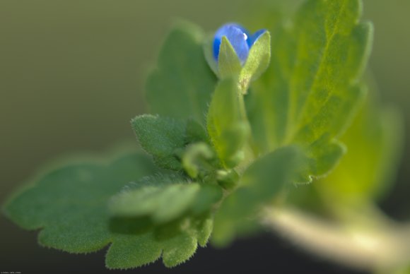 Veronica polita Fr. Plantaginaceae - Véronique  brillante