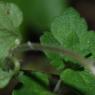 Veronica polita Fr. Plantaginaceae - Véronique  brillante