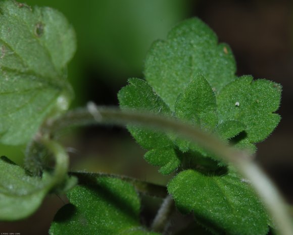 Veronica polita Fr. Plantaginaceae - Véronique  brillante