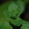 Veronica polita Fr. Plantaginaceae - Véronique  brillante