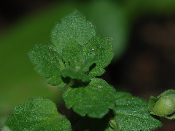Veronica polita Fr. Plantaginaceae - Véronique  brillante