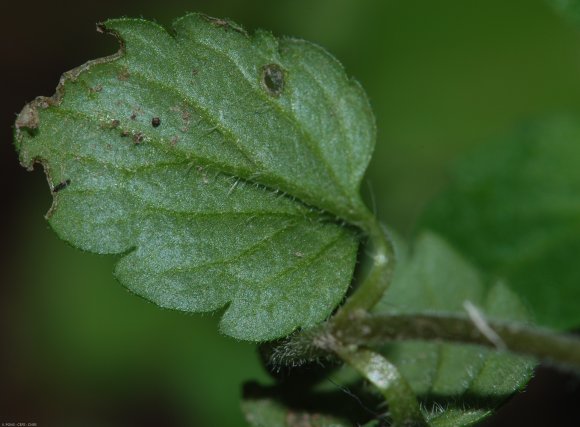 Veronica polita Fr. Plantaginaceae - Véronique  brillante