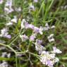 Limonium auriculi-ursifolium